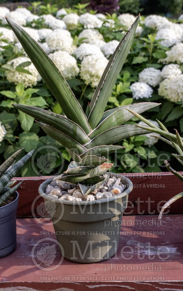 Sansevieria Samurai (snake plant) 2