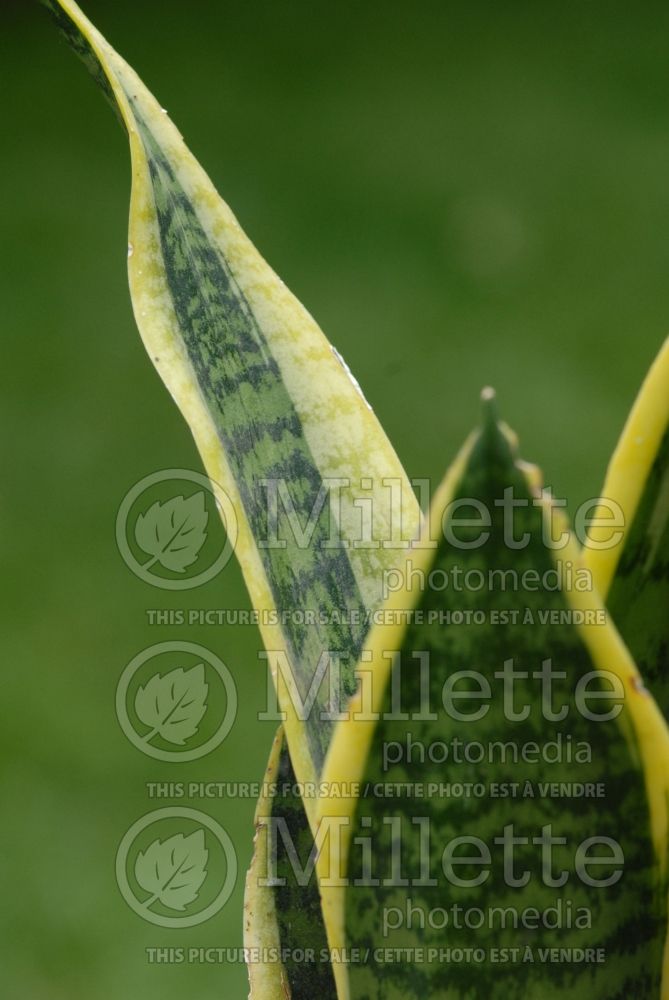Sansevieria Laurentii (snake plant) 1