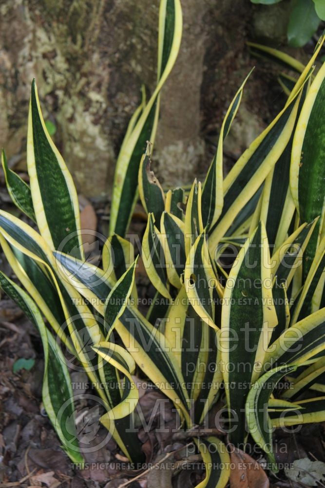 Sansevieria Black Gold (snake plant) 1