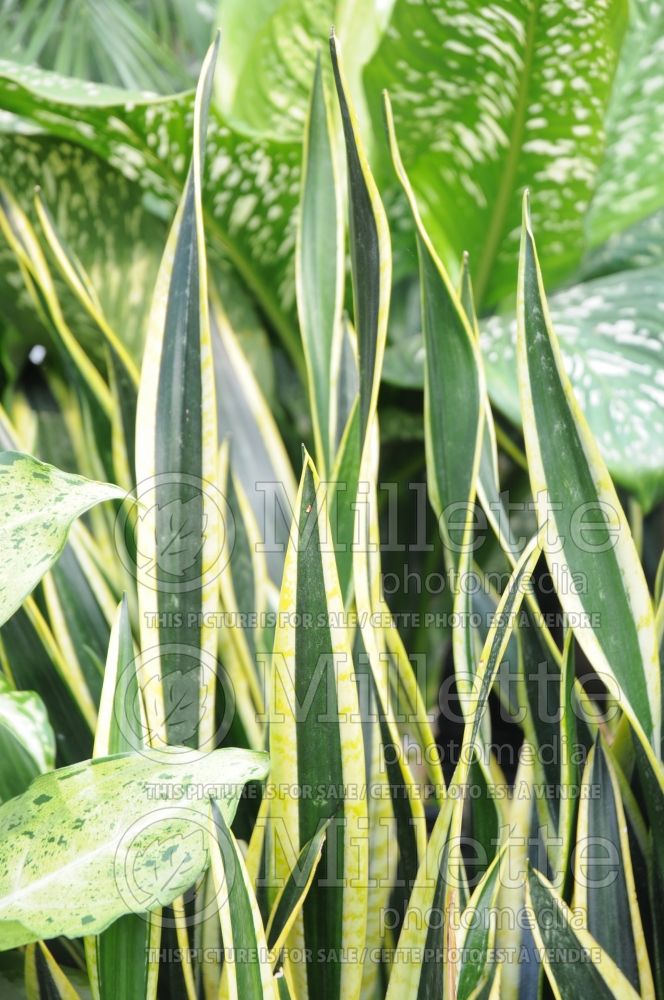 Sansevieria Black Gold (snake plant) 4