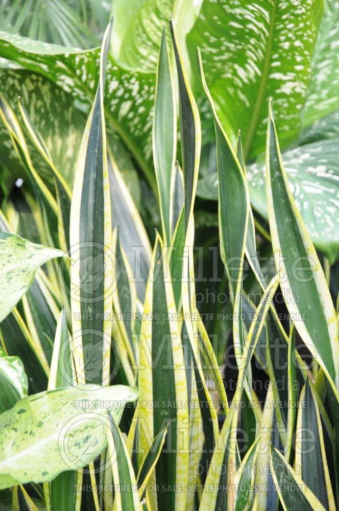 Sansevieria Black Gold (snake plant) 3