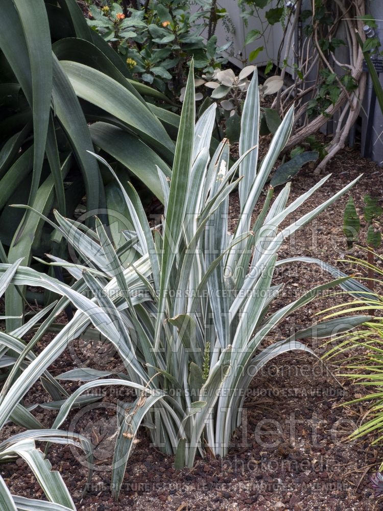 Sansevieria Hahnii Silver Frost (snake plant) 1