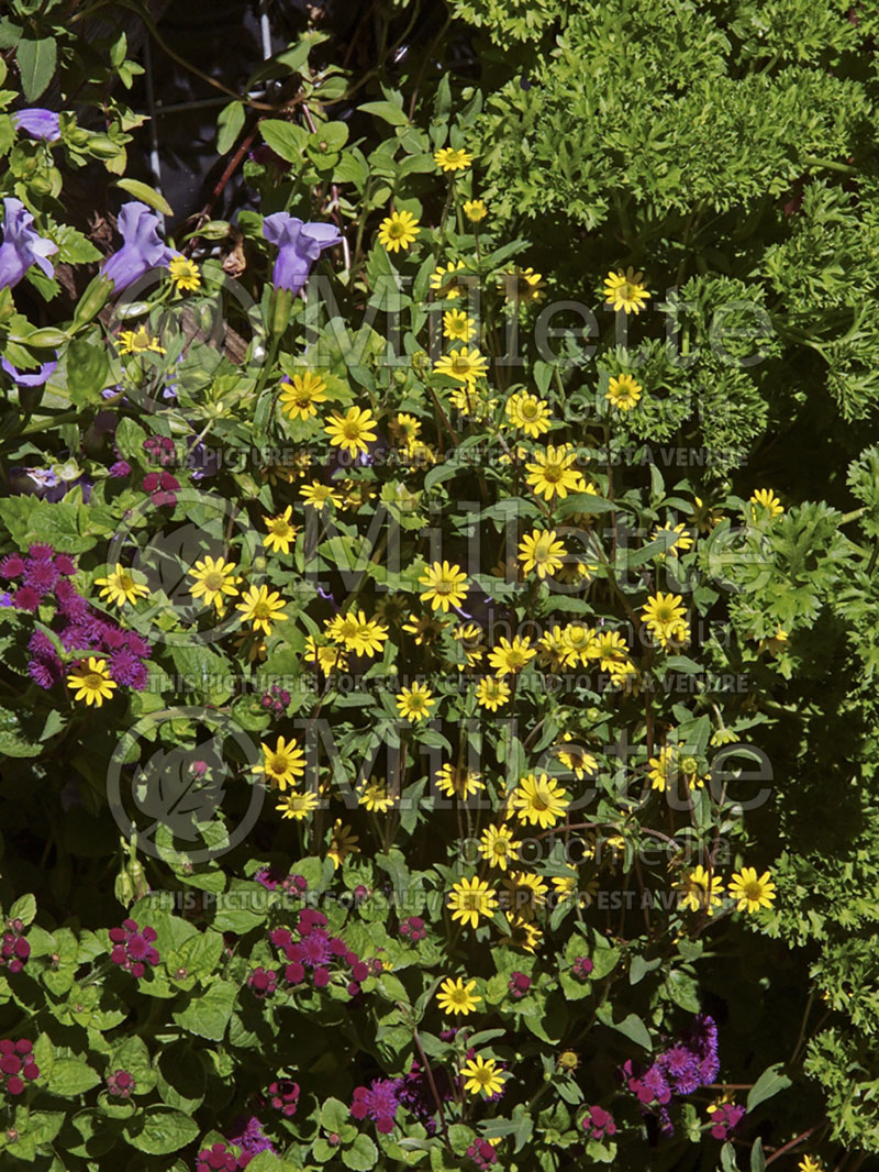 Sanvitalia or Zinnia Aztec Gold (Zinnia) 1 