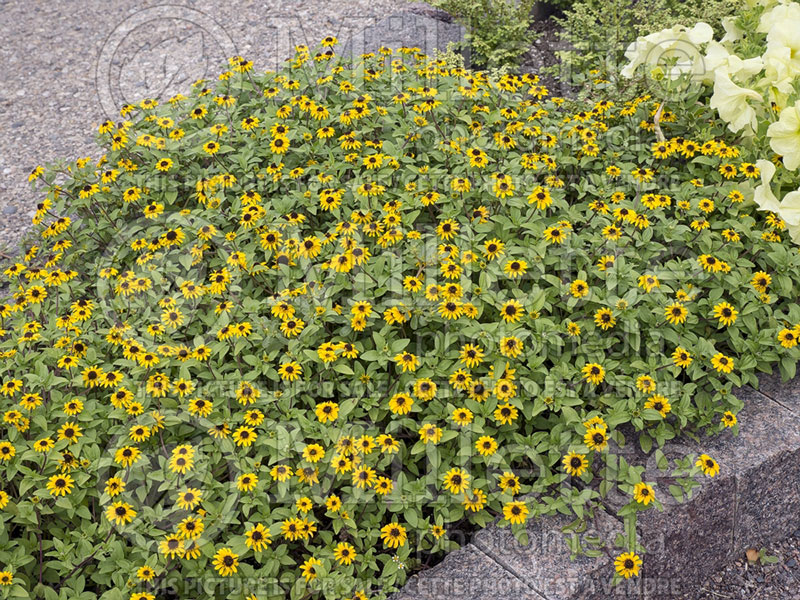 Sanvitalia aka Zinnia Sprite Yellow (Zinnia) 1 