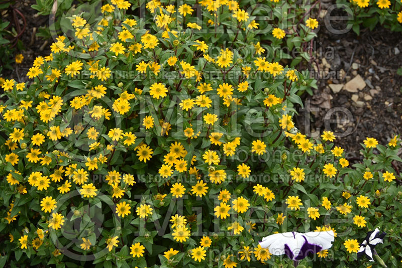 Sanvitalia or Zinnia Powerbini (Zinnia) 1 