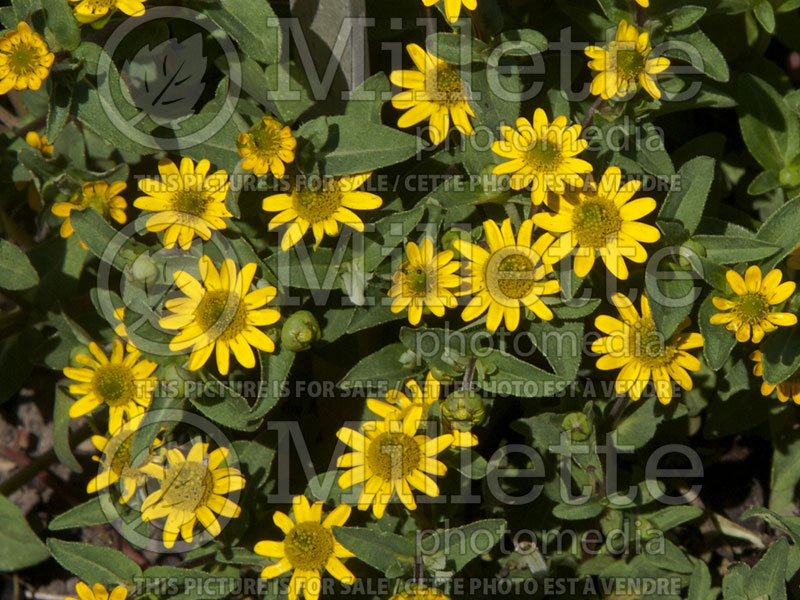 Sanvitalia aka Zinnia Million Suns (Zinnia) 1 