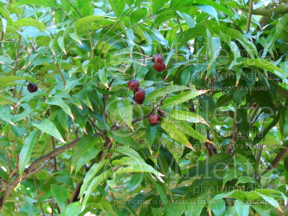 Sapindus saponaria (wingleaf soapberry) 2 