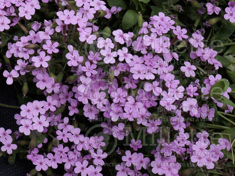 Saponaria ocymoïdes (Rock Soapwort) 6