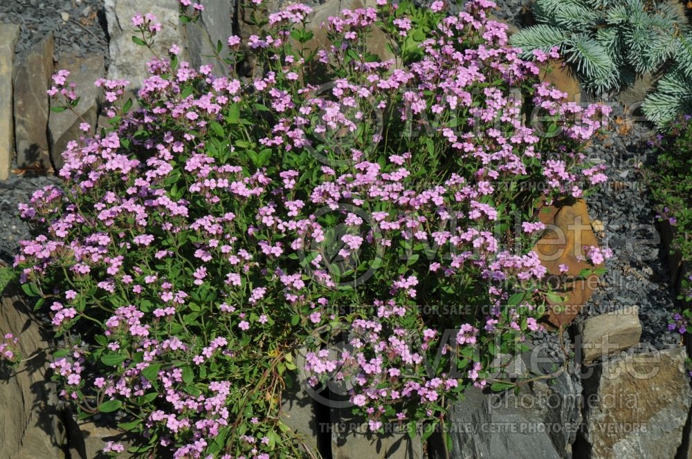 Saponaria ocymoïdes (Rock Soapwort) 3 