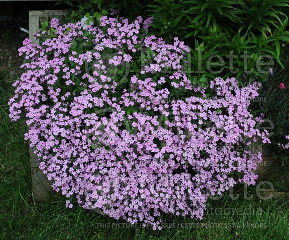 Saponaria ocymoïdes (Rock Soapwort) 5