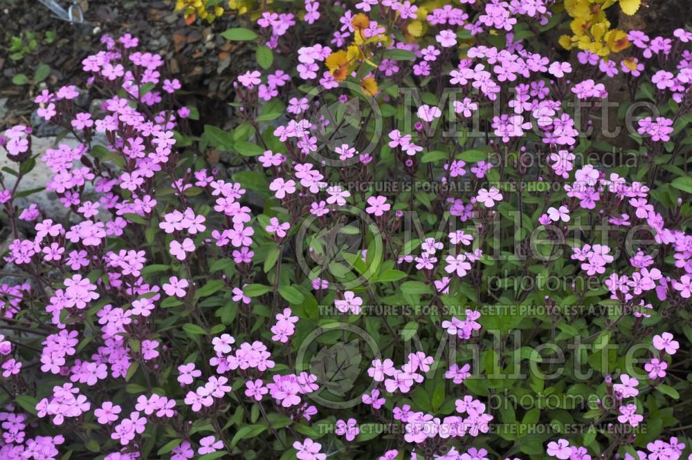 Saponaria ocymoïdes (Rock Soapwort) 1