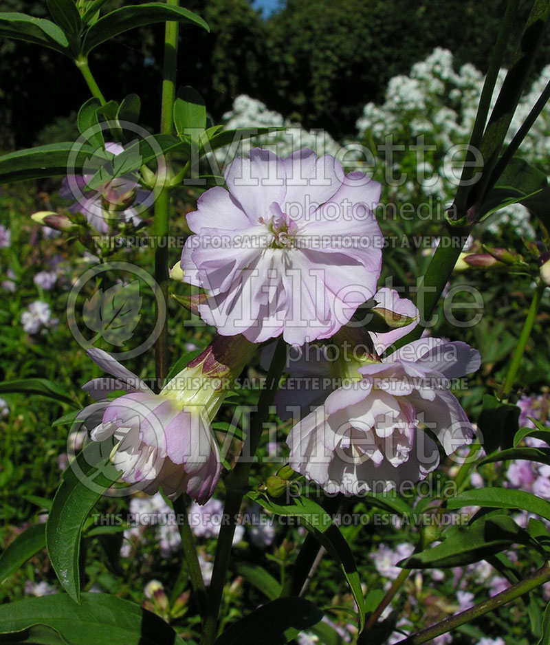 Saponaria Flore Plena (Soapwort) 1 