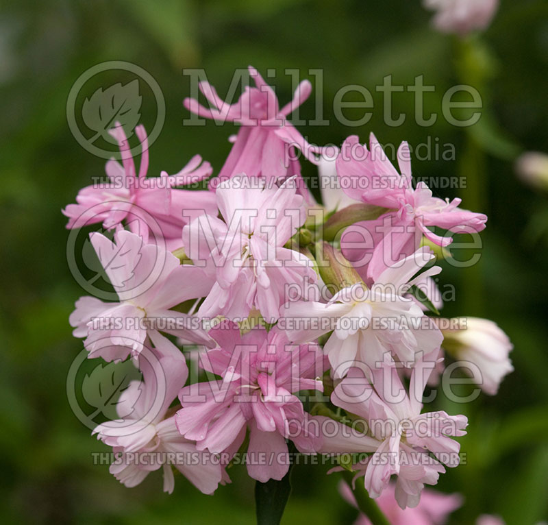 Saponaria Rosea Plena (Soapwort) 1 