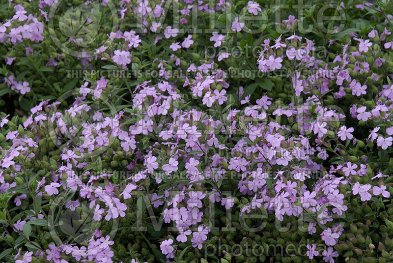 Saponaria Pink Perfection (Soapwort) 1 