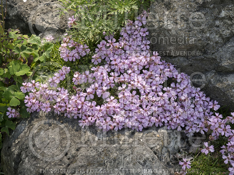 Saponaria pumila (Dwarf Soapwort) 1 