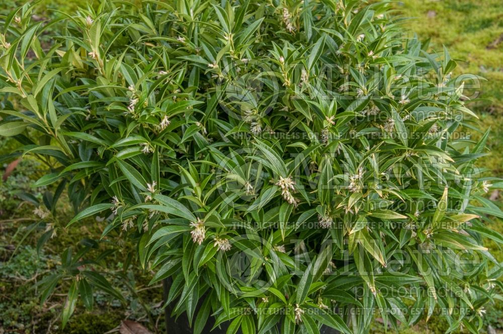 Sarcococca Fragrant Valley (fragrant sarcococca) 1 