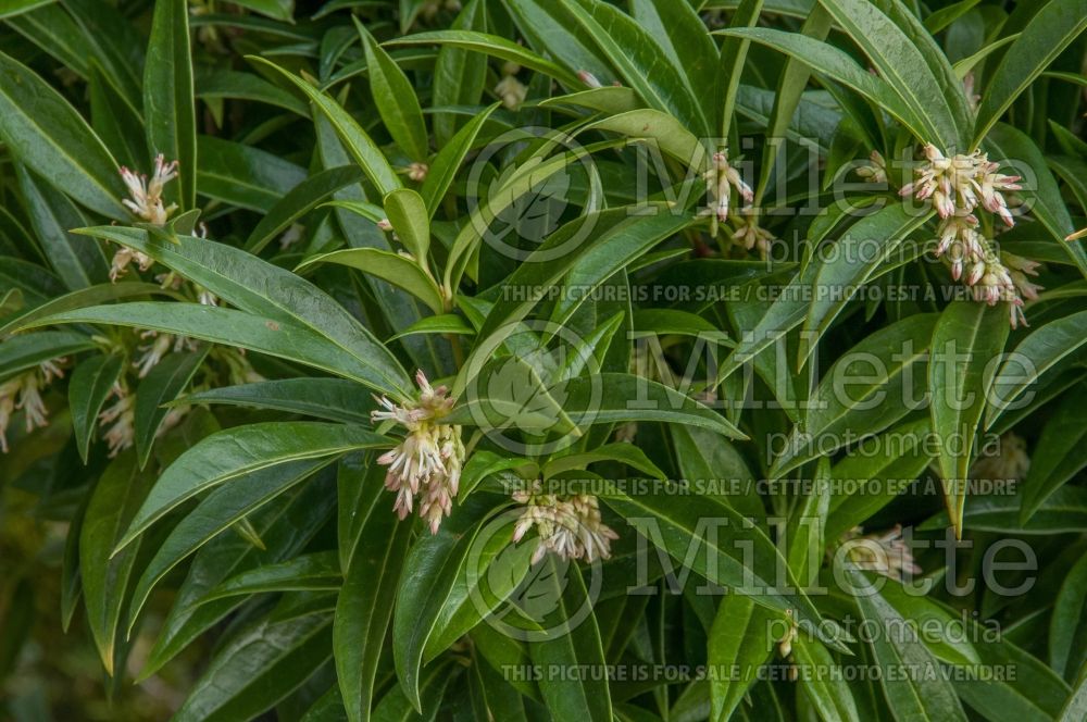 Sarcococca Fragrant Valley (fragrant sarcococca) 2 