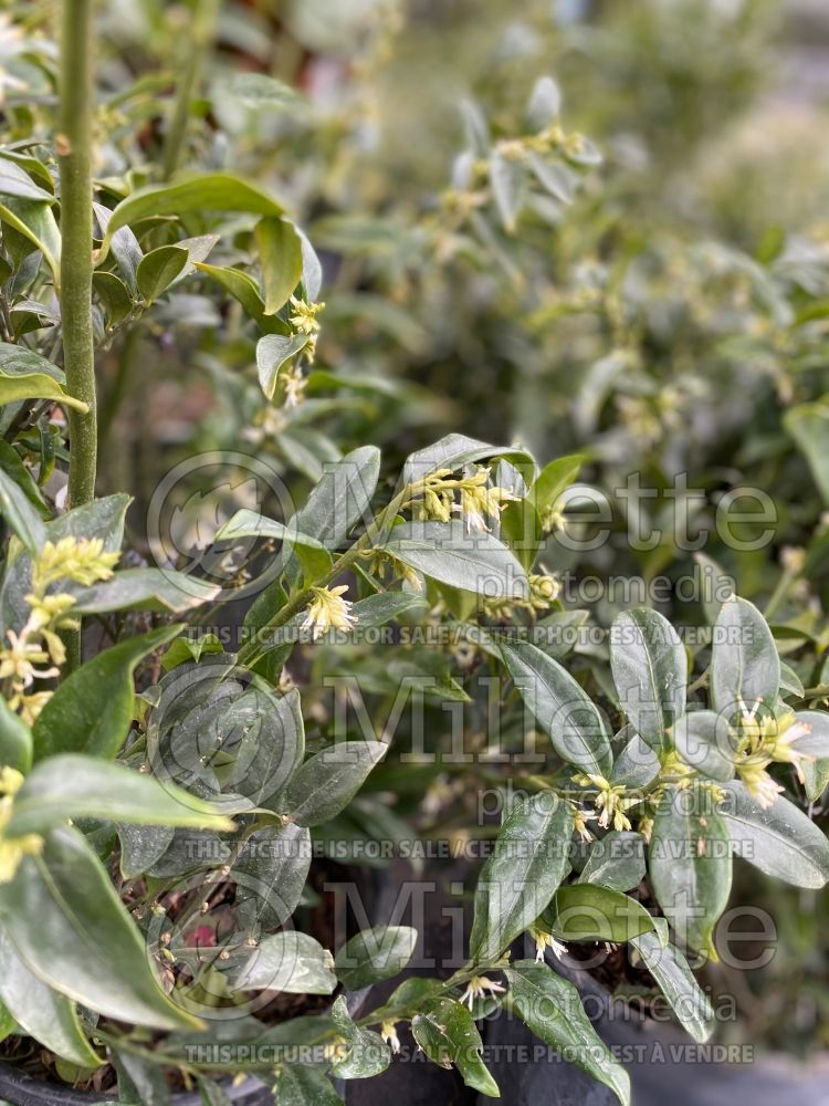 Sarcococca ruscifolia (fragrant sweet box ) 3