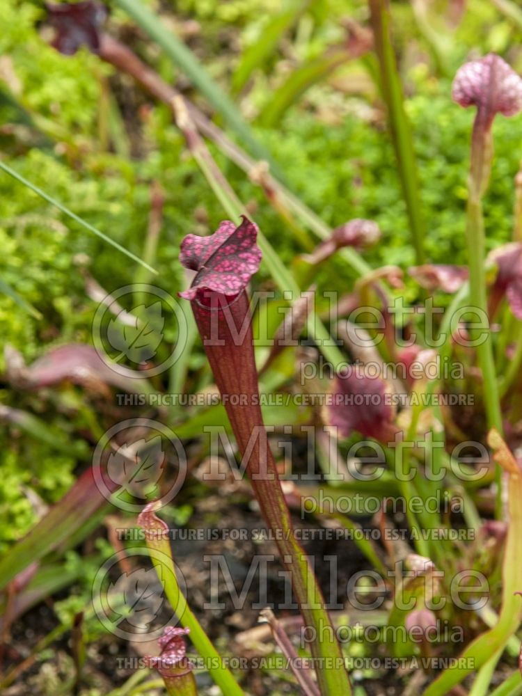 Sarracenia Daina's Delight (Purple pitcher plant) 1