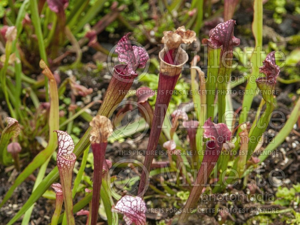 Sarracenia Daina's Delight (Purple pitcher plant) 5