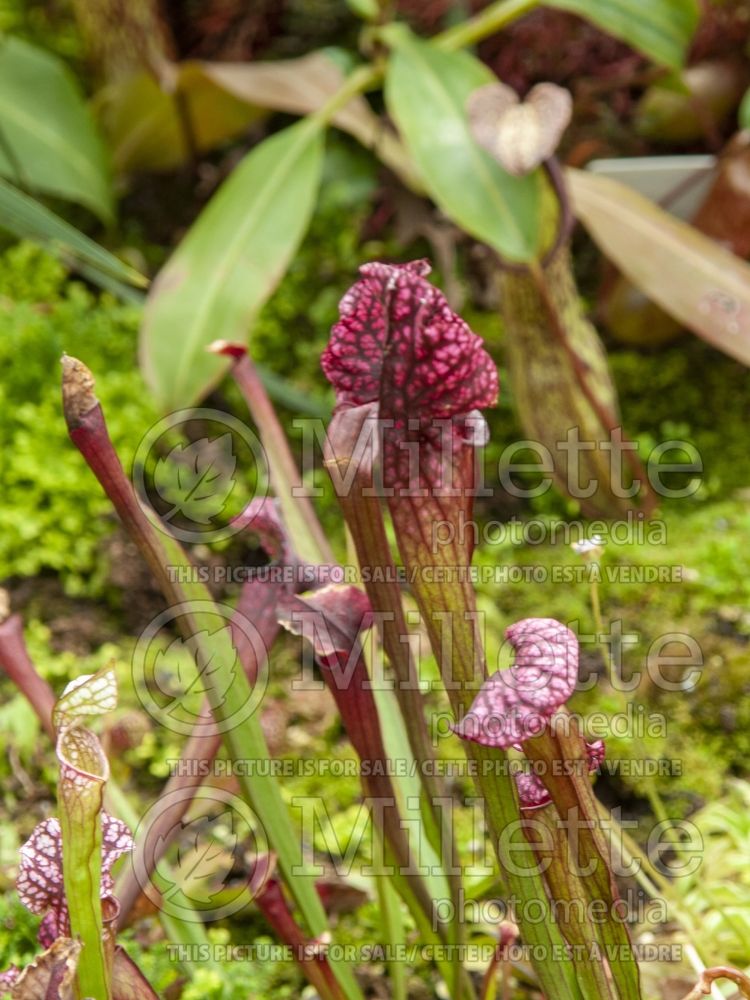 Sarracenia Daina's Delight (Purple pitcher plant) 6