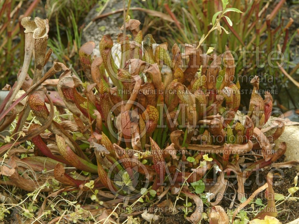Sarracenia Ladies in Waiting (White-topped pitcher plant - carnivorous Plant) 1 