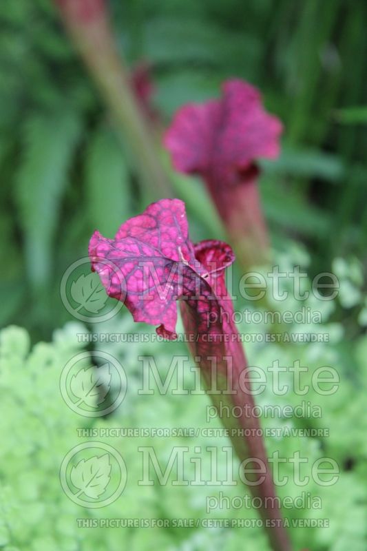 Sarracenia Daina's Delight (pitcher plant)) 1 