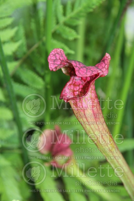 Sarracenia Daina's Delight (pitcher plant) 3 