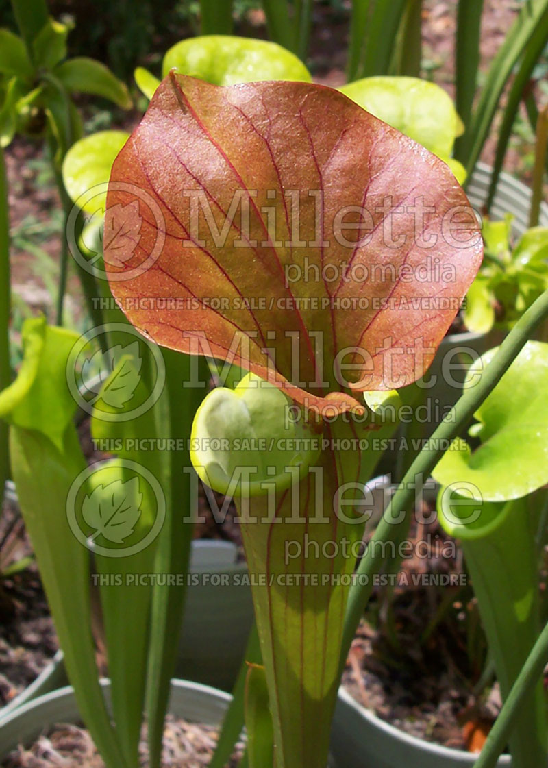 Sarracenia flava (Yellow pitcherplant)) 1 