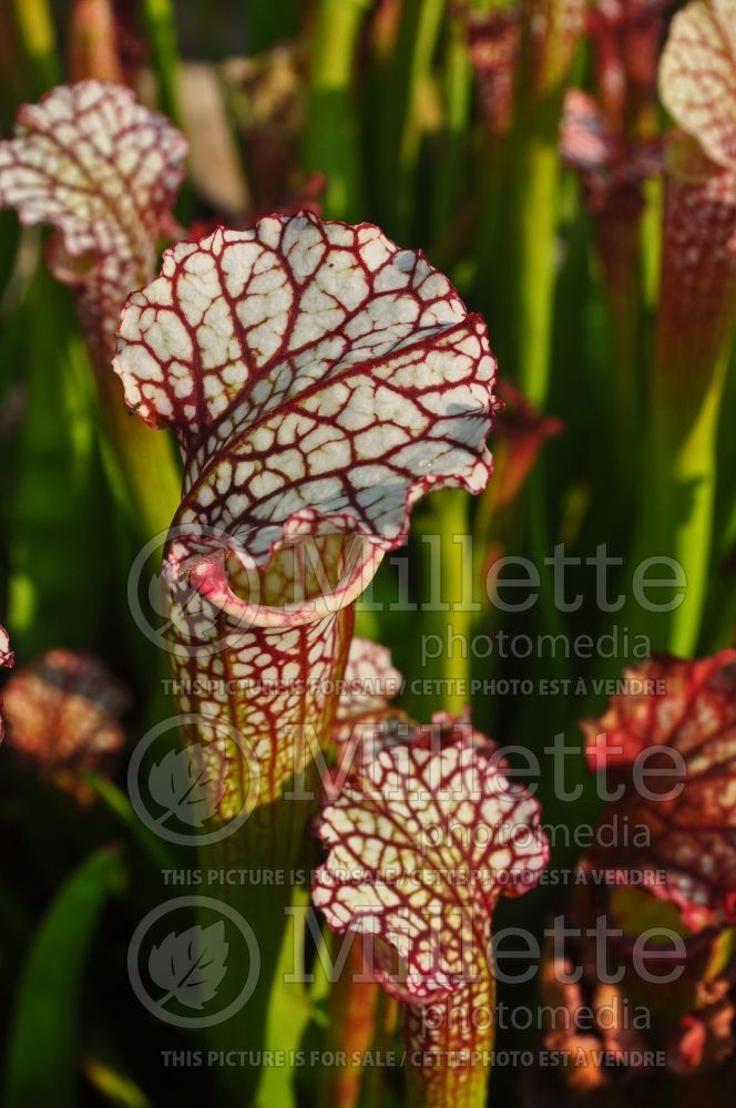 Sarracenia leucophylla (White-topped pitcher plant) 2 