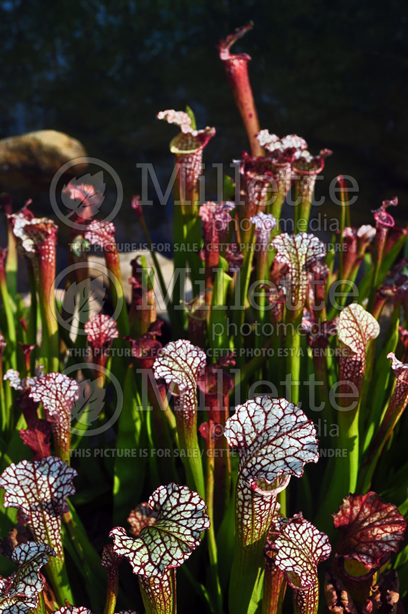 Sarracenia leucophylla (White-topped pitcher plant) 3 