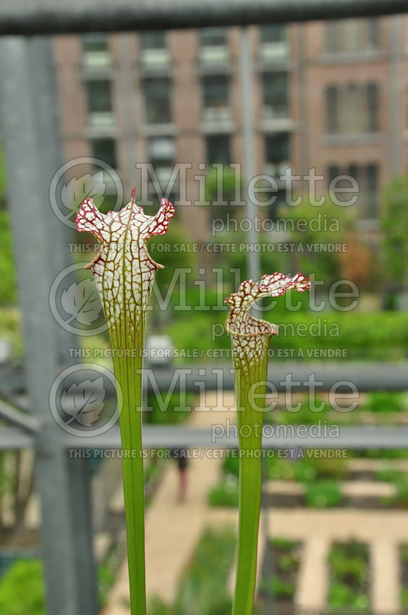 Sarracenia leucophylla (White-topped pitcher plant) 6 