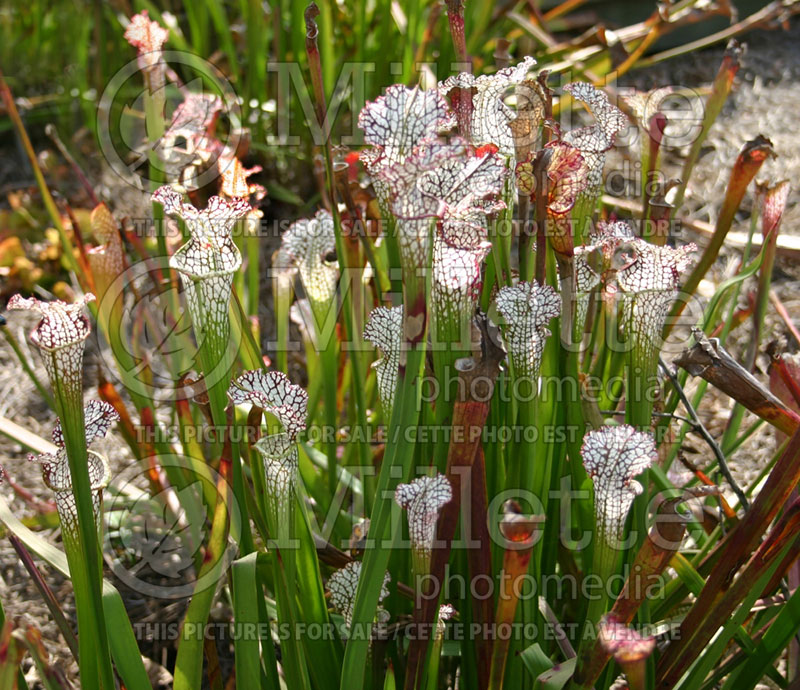 Sarracenia leucophylla (White-topped pitcher plant) 8 