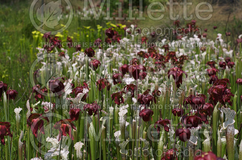 Sarracenia leucophylla (White-topped pitcher plant) 5 