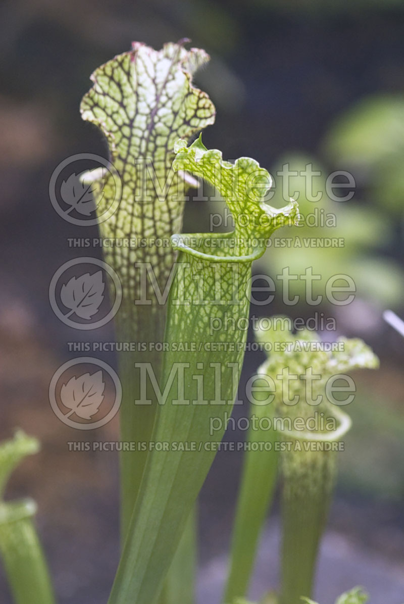 Sarracenia leucophylla (White-topped pitcher plant) 4 