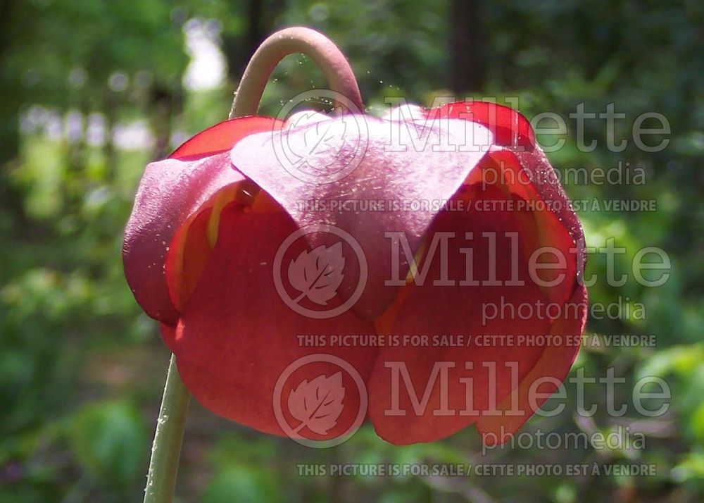 Sarracenia leucophylla (White-topped pitcher plant) 7 