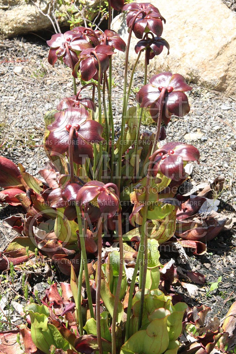 Sarracenia purpurea (Purple pitcher plant)  4