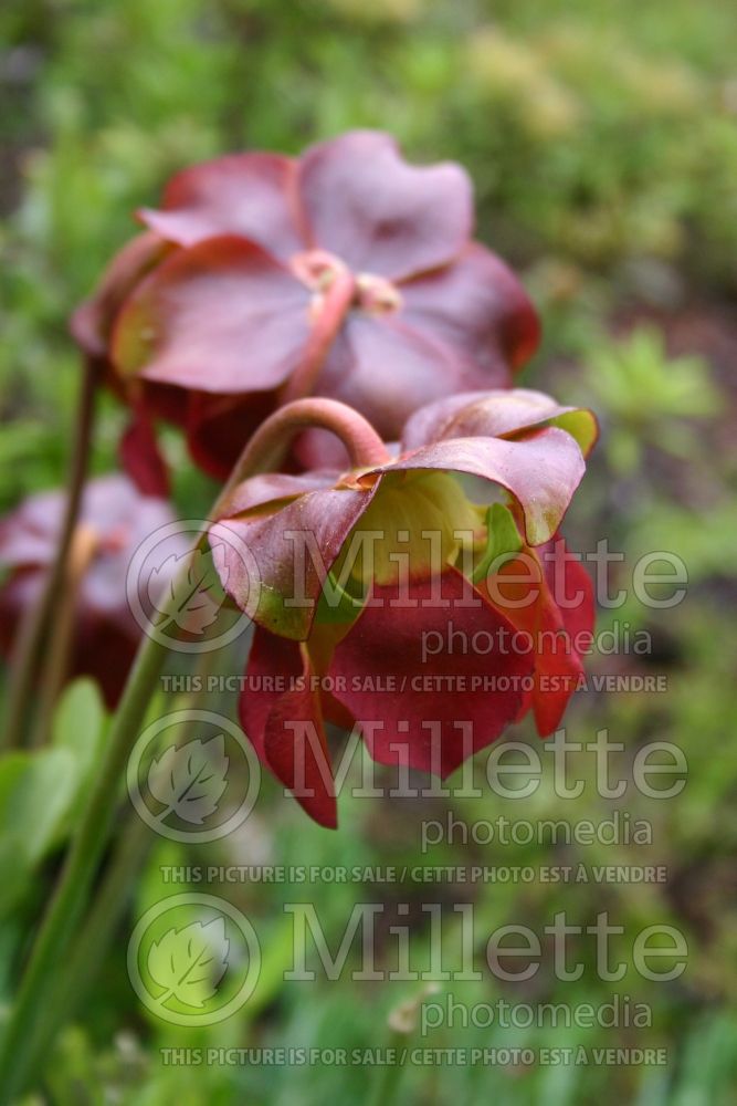 Sarracenia purpurea (Purple pitcher plant)  5