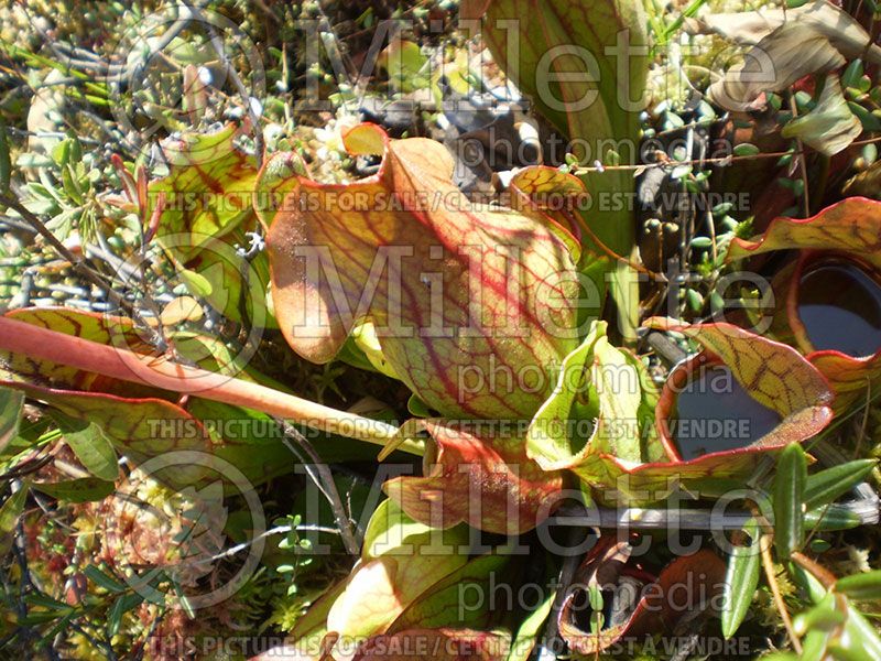 Sarracenia purpurea (Purple pitcher plant)  6