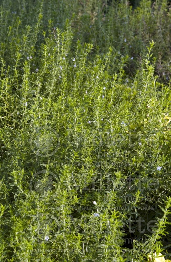 Satureja hortensis (Summer savory herb) 2 