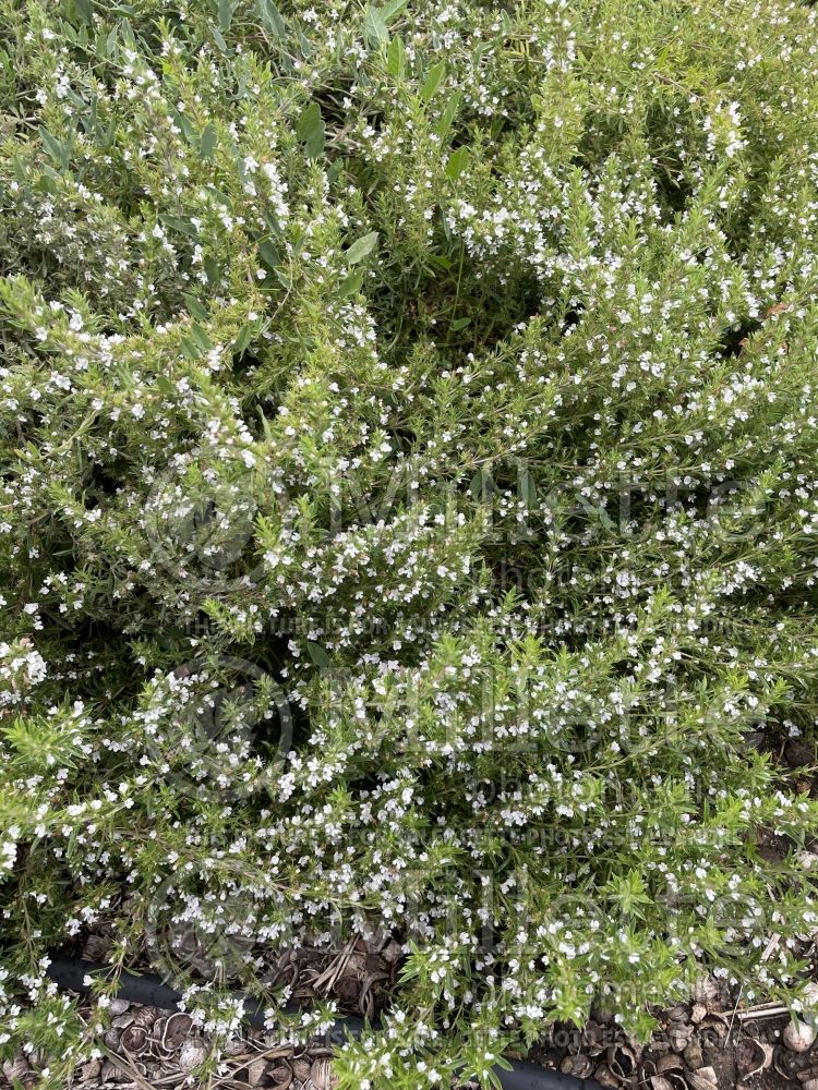 Satureja montana (Winter Savory) 1 