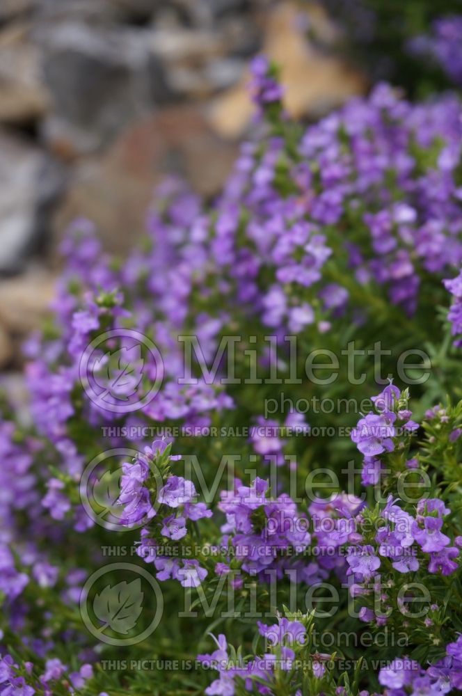 Satureja montana illyrica (Purple Winter Savory) 3 