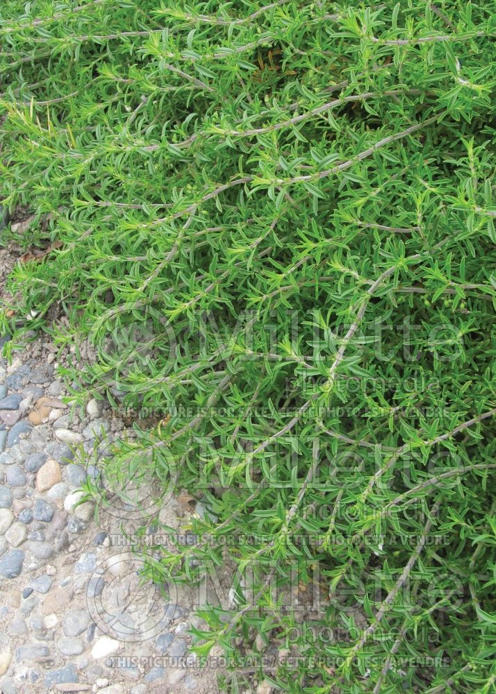 Satureja hortensis (Summer savory herb) 1 