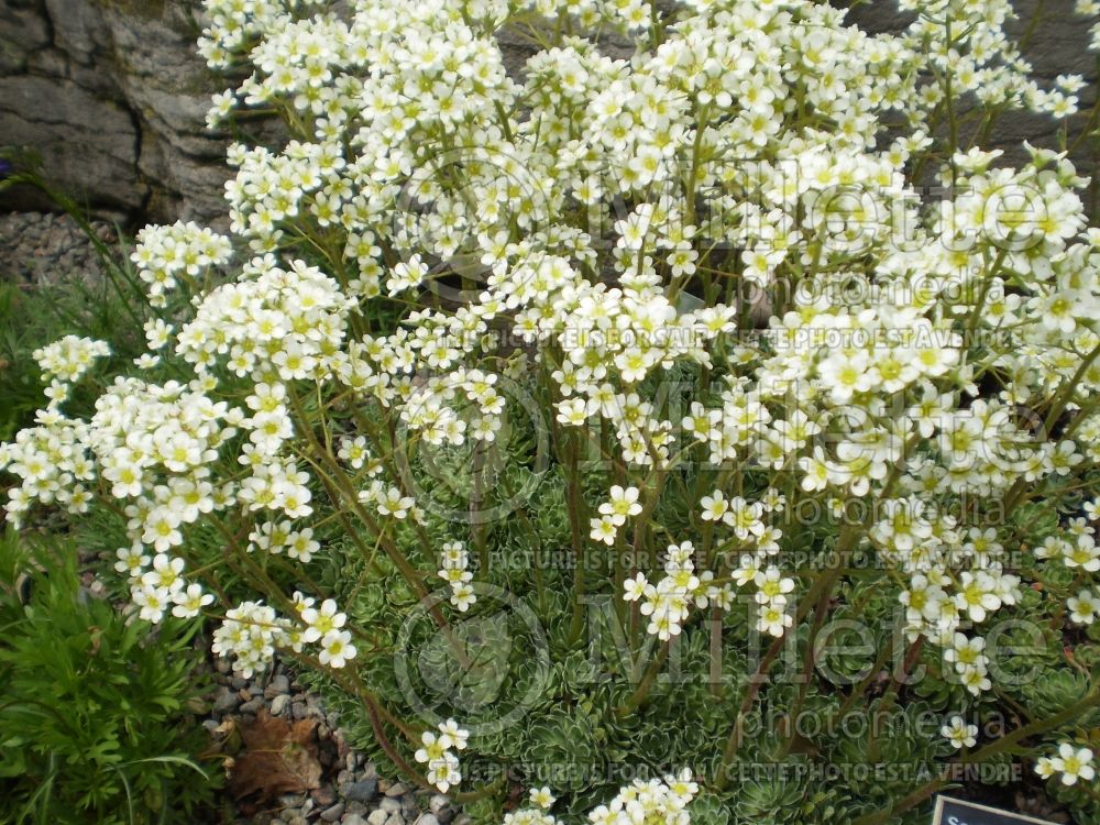 Saxifraga paniculata (Saxifrage) 2