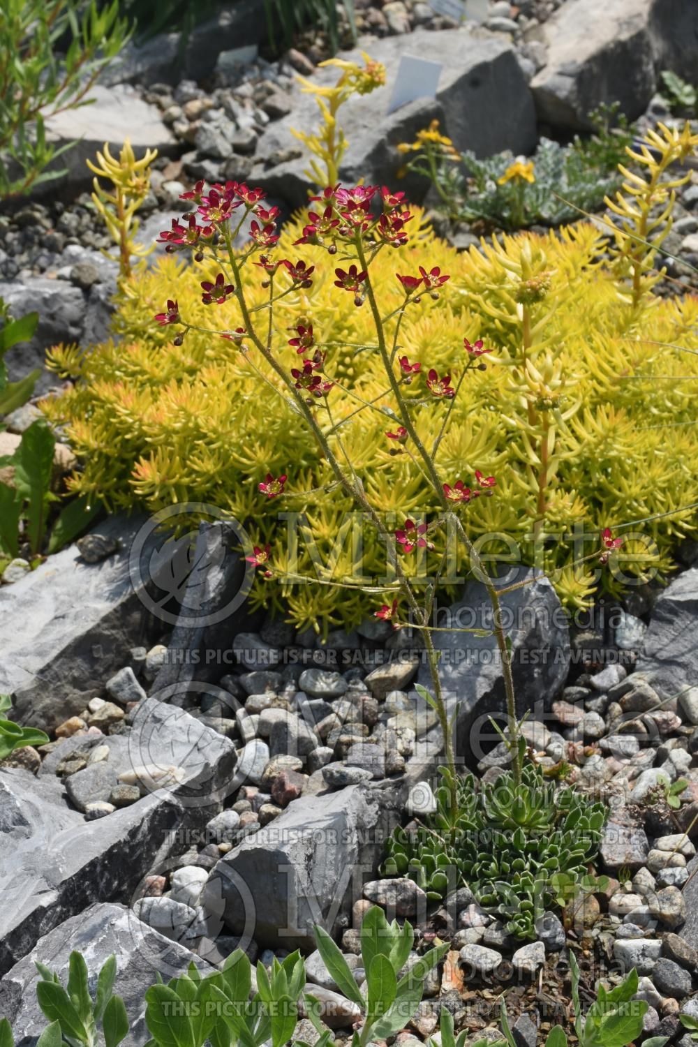 Saxifraga Foster’s Red (Saxifrage) 1