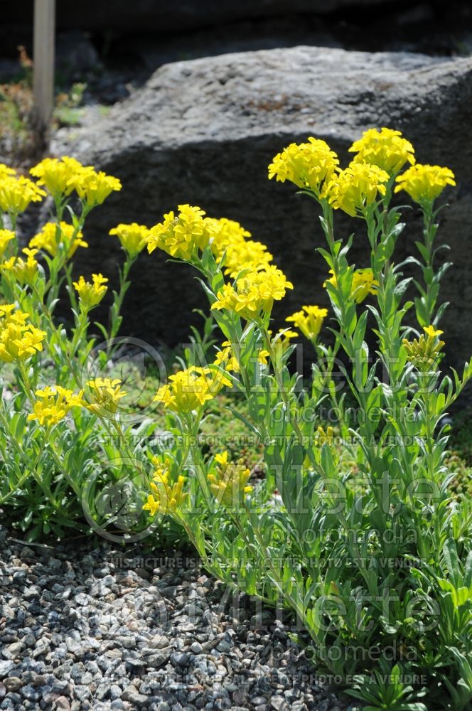 Saxifraga Lutea (Saxifrage) 1