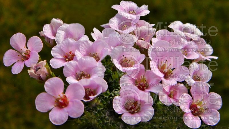 Saxifraga Cranbourne (Saxifrage) 1