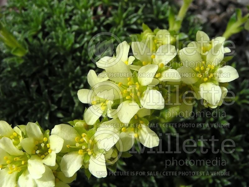 Saxifraga Gregor Mendel (Saxifrage) 1