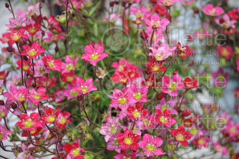 Saxifraga Highlander Rose Shades (Saxifrage) 4