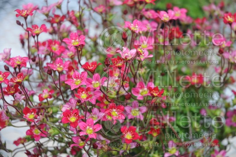 Saxifraga Highlander Rose Shades (Saxifrage) 5